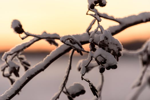 The branch of tree has covered with heavy snow and sunset time in winter season at Holiday Village Kuukiuru, Finland.