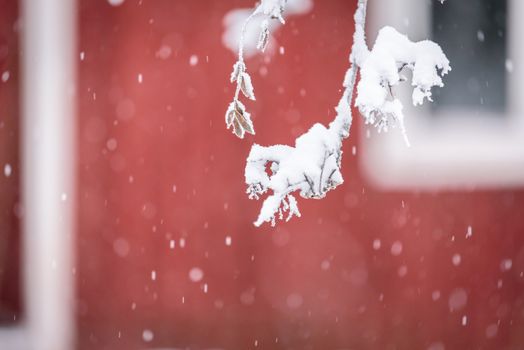 The branch of tree has covered with heavy snow in winter season at Lapland, Finland.