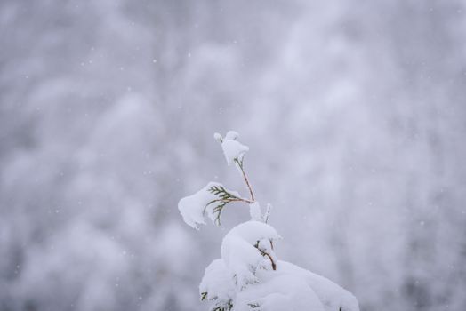 The branch of tree has covered with heavy snow in winter season at Lapland, Finland.