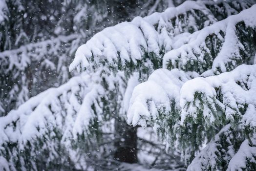 The branch of tree has covered with heavy snow in winter season at Lapland, Finland.