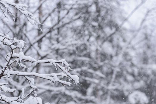 The tree has covered with heavy snow in winter season at Lapland, Finland.