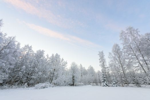 The forest has covered with heavy snow and clear blue sky in winter season at Lapland, Finland.