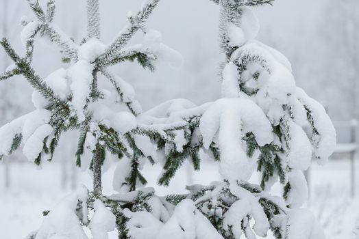 The branch of tree has covered with heavy snow in winter season at Lapland, Finland.