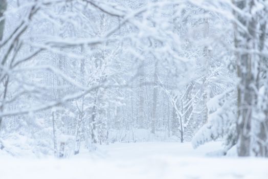 The forest has covered with heavy snow and bad weather sky in winter season at Lapland, Finland.