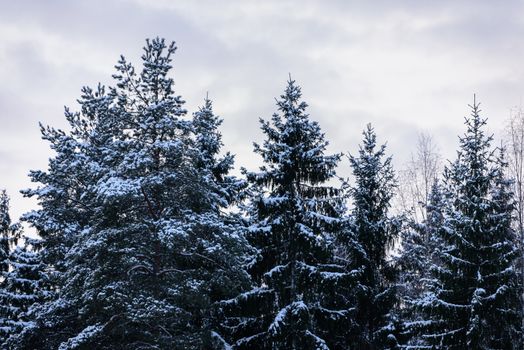 The forest has covered with heavy snow in winter season at Lapland, Finland.