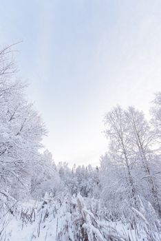 The forest has covered with heavy snow in winter season at Lapland, Finland.