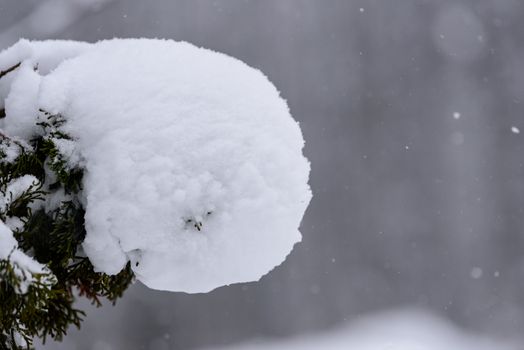 The tree has covered with heavy snow in winter season at Lapland, Finland.