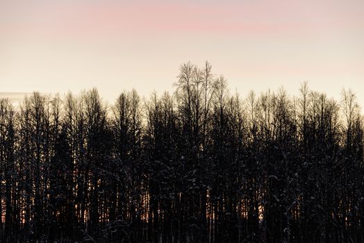 The forest has covered with heavy snow and sunset sky in winter season at Holiday Village Kuukiuru, Finland.