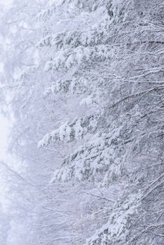 The forest has covered with heavy snow and bad weather sky in winter season at Lapland, Finland.