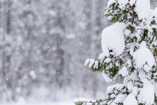 The tree has covered with heavy snow in winter season at Lapland, Finland.