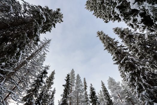 The forest has covered with heavy snow and bad weather sky in winter season at Oulanka National Park, Finland.