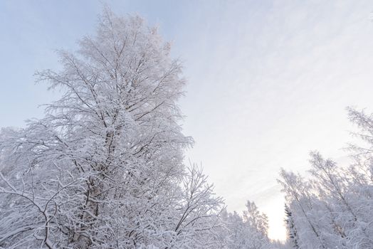 The forest has covered with heavy snow in winter season at Lapland, Finland.