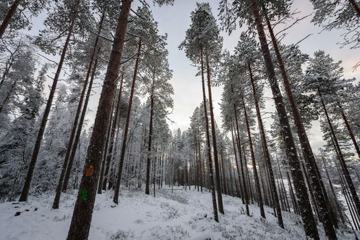 The forest has covered with heavy snow and bad weather sky in winter season at Oulanka National Park, Finland.