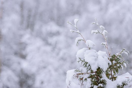 The branch of tree has covered with heavy snow in winter season at Lapland, Finland.