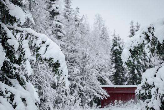 The branch of tree has covered with heavy snow in winter season at Lapland, Finland.