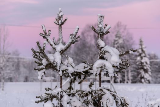 The branch of tree has covered with heavy snow and sunset time in winter season at Holiday Village Kuukiuru, Finland.