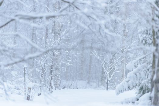 The forest has covered with heavy snow and bad weather sky in winter season at Lapland, Finland.