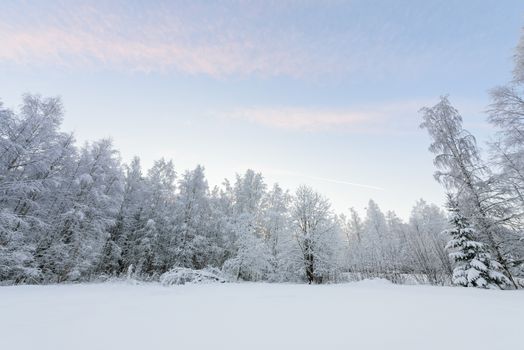 The forest has covered with heavy snow and clear blue sky in winter season at Lapland, Finland.