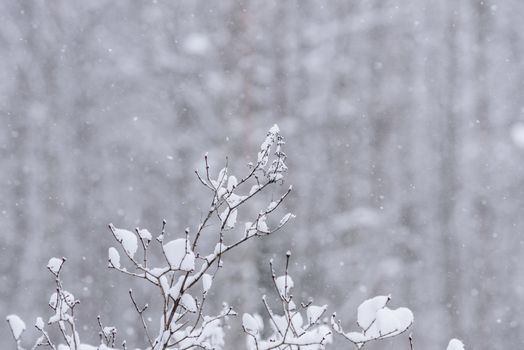 The branch of tree has covered with heavy snow and bad weather in winter season at Holiday Village Kuukiuru, Finland.