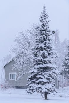 The big tree has covered with heavy snow and bad weather in winter season at Lapland, Finland.