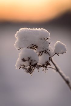 The flower has covered with heavy snow and sunset time in winter season at Holiday Village Kuukiuru, Finland.