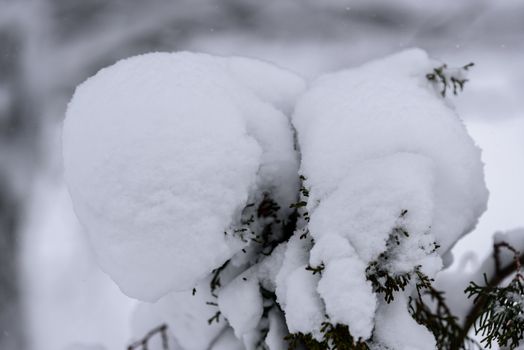 The tree has covered with heavy snow in winter season at Lapland, Finland.