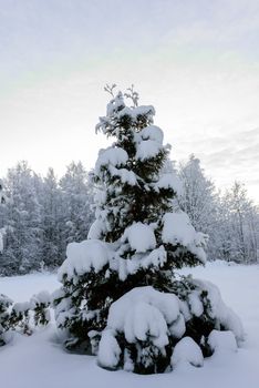 The forest has covered with heavy snow in winter season at Lapland, Finland.