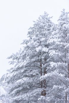 The forest has covered with heavy snow and bad weather sky in winter season at Lapland, Finland.