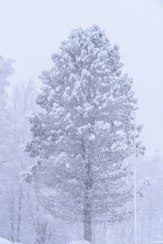 The big tree has covered with heavy snow and bad weather in winter season at Lapland, Finland.