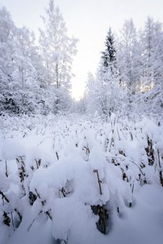 The flower has covered with heavy snow in winter season at Lapland, Finland.