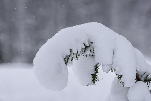 The tree has covered with heavy snow in winter season at Lapland, Finland.