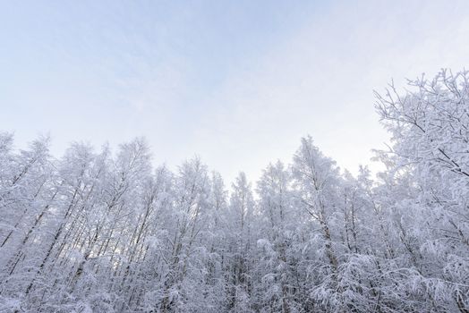 The forest has covered with heavy snow in winter season at Lapland, Finland.