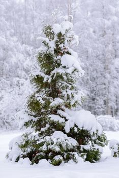 The big tree has covered with heavy snow in winter season at Lapland, Finland.