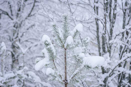 The branch of tree has covered with heavy snow in winter season at Lapland, Finland.