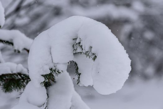 The tree has covered with heavy snow in winter season at Lapland, Finland.