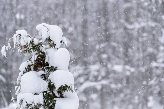 The tree has covered with heavy snow in winter season at Lapland, Finland.