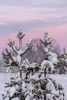 The branch of tree has covered with heavy snow and sunset time in winter season at Holiday Village Kuukiuru, Finland.