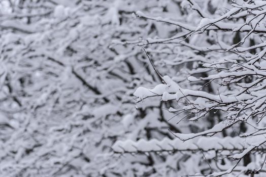 The tree has covered with heavy snow in winter season at Lapland, Finland.