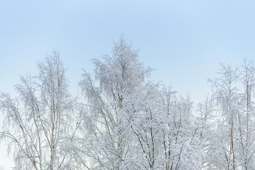 The forest has covered with heavy snow and clear blue sky in winter season at Lapland, Finland.