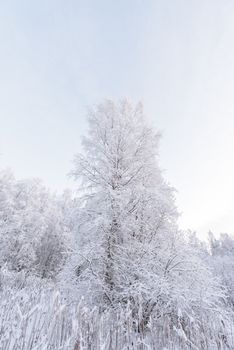 The forest has covered with heavy snow in winter season at Lapland, Finland.