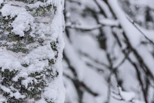 The tree has covered with heavy snow in winter season at Lapland, Finland.