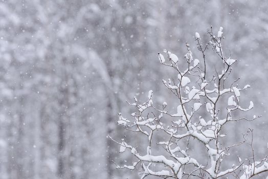 The branch of tree has covered with heavy snow and bad weather in winter season at Holiday Village Kuukiuru, Finland.