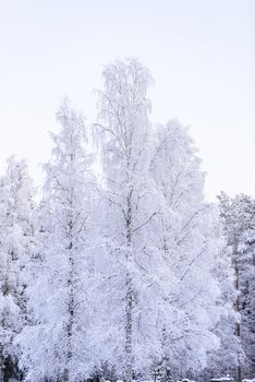 The forest has covered with heavy snow and clear blue sky in winter season at Lapland, Finland.