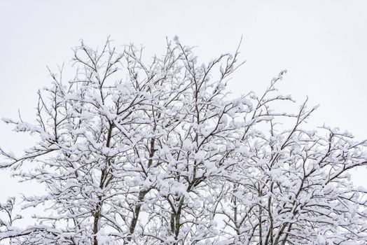 The forest has covered with heavy snow and clear blue sky in winter season at Lapland, Finland.