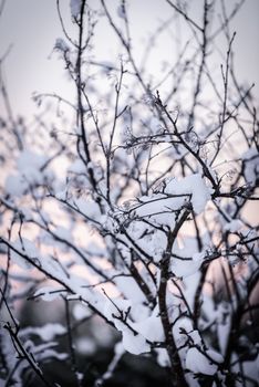 The branch of tree has covered with heavy snow and sunset time in winter season at Holiday Village Kuukiuru, Finland.