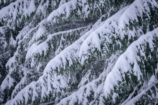 The branch of tree has covered with heavy snow in winter season at Lapland, Finland.