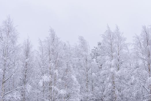 The forest has covered with heavy snow and clear blue sky in winter season at Lapland, Finland.