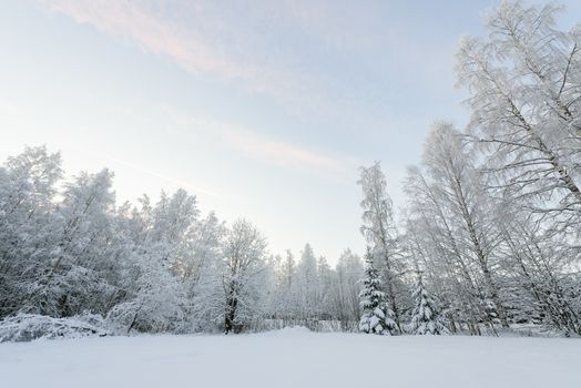 The forest has covered with heavy snow and clear blue sky in winter season at Lapland, Finland.