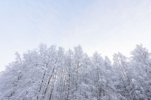 The forest has covered with heavy snow in winter season at Lapland, Finland.