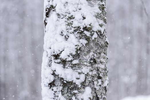 The tree has covered with heavy snow in winter season at Lapland, Finland.